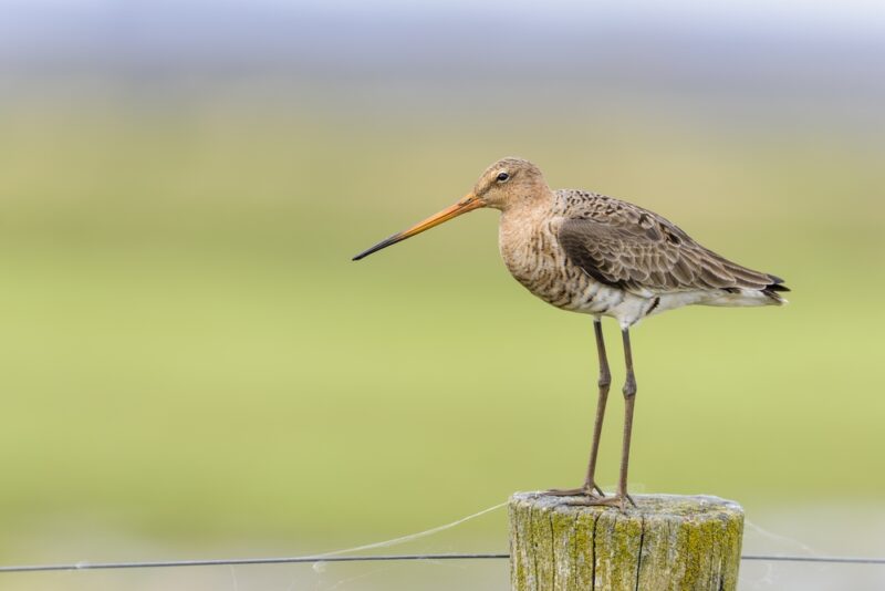 shutterstock_570794680