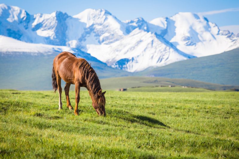 shutterstock_467471156 (1)