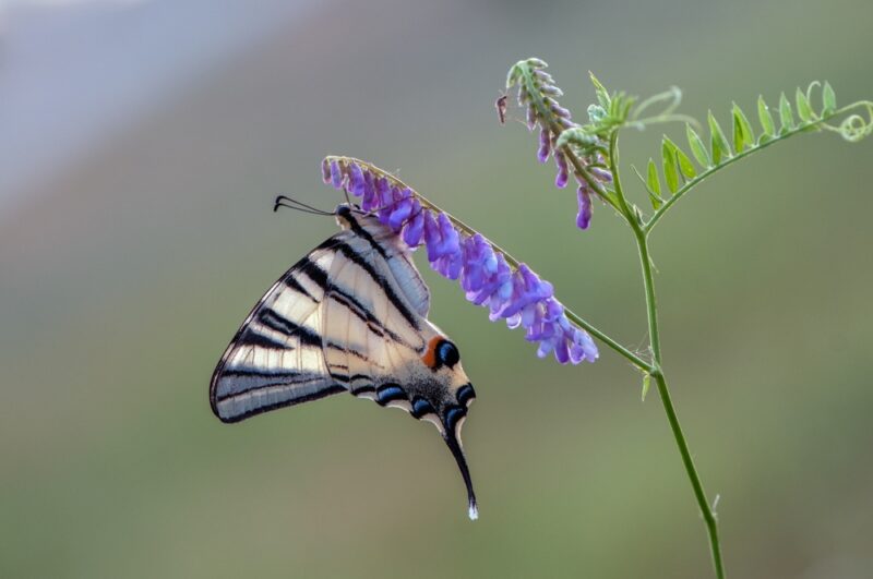 shutterstock_1357854956