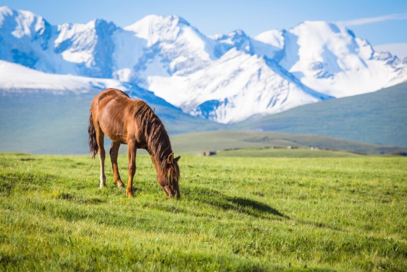 shutterstock_467471156